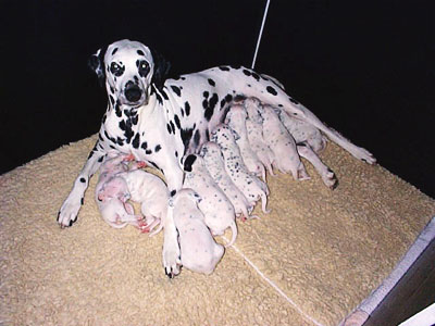 Dinah vom Gramzower Kloster mit dem B-Wurf vom Hossenhaus 2001