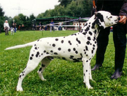 Multi Ch. Perdita´s Inside Information