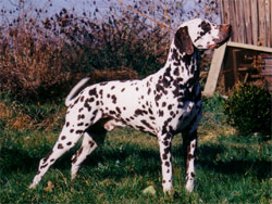 Int. Ch. Perdita´s Keen Observer